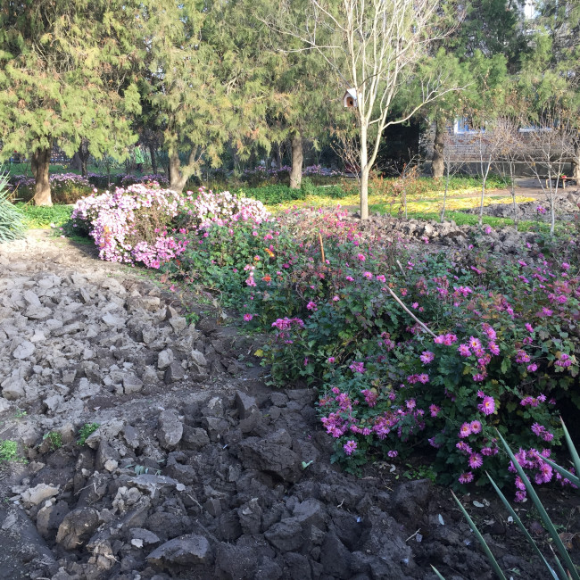 Учебно- опытный участок объединения "Цветоводы"