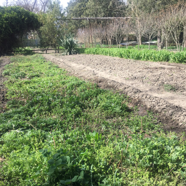 Учебно- опытный участок объединения "Цветоводы"