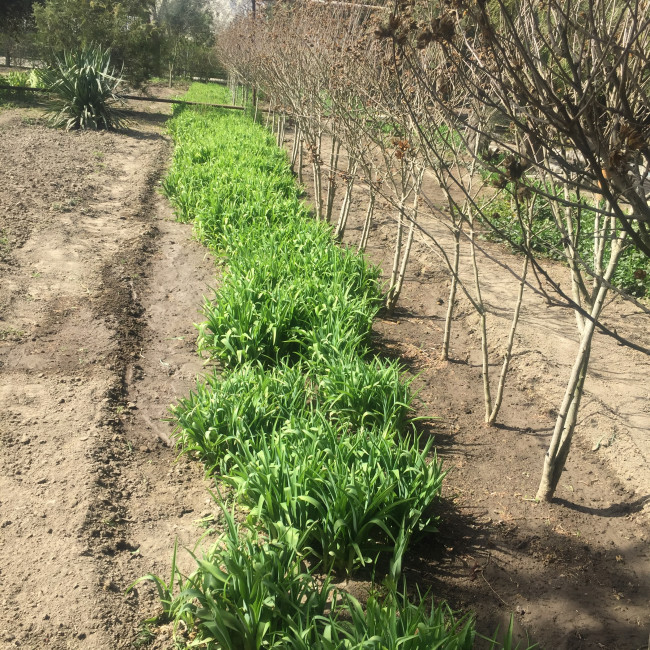 Учебно- опытный участок объединения "Цветоводы"