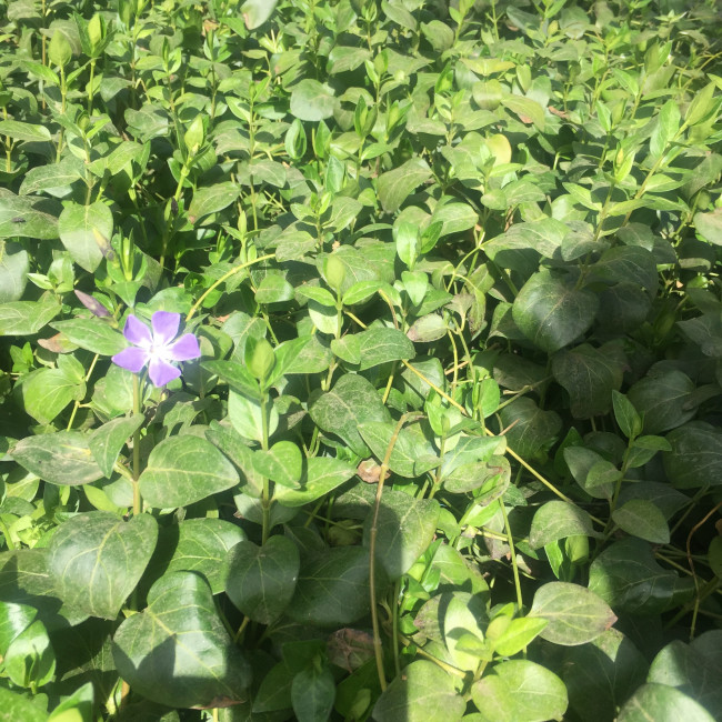 Учебно- опытный участок объединения "Цветоводы"