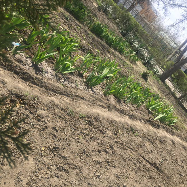 Учебно- опытный участок объединения "Цветоводы"