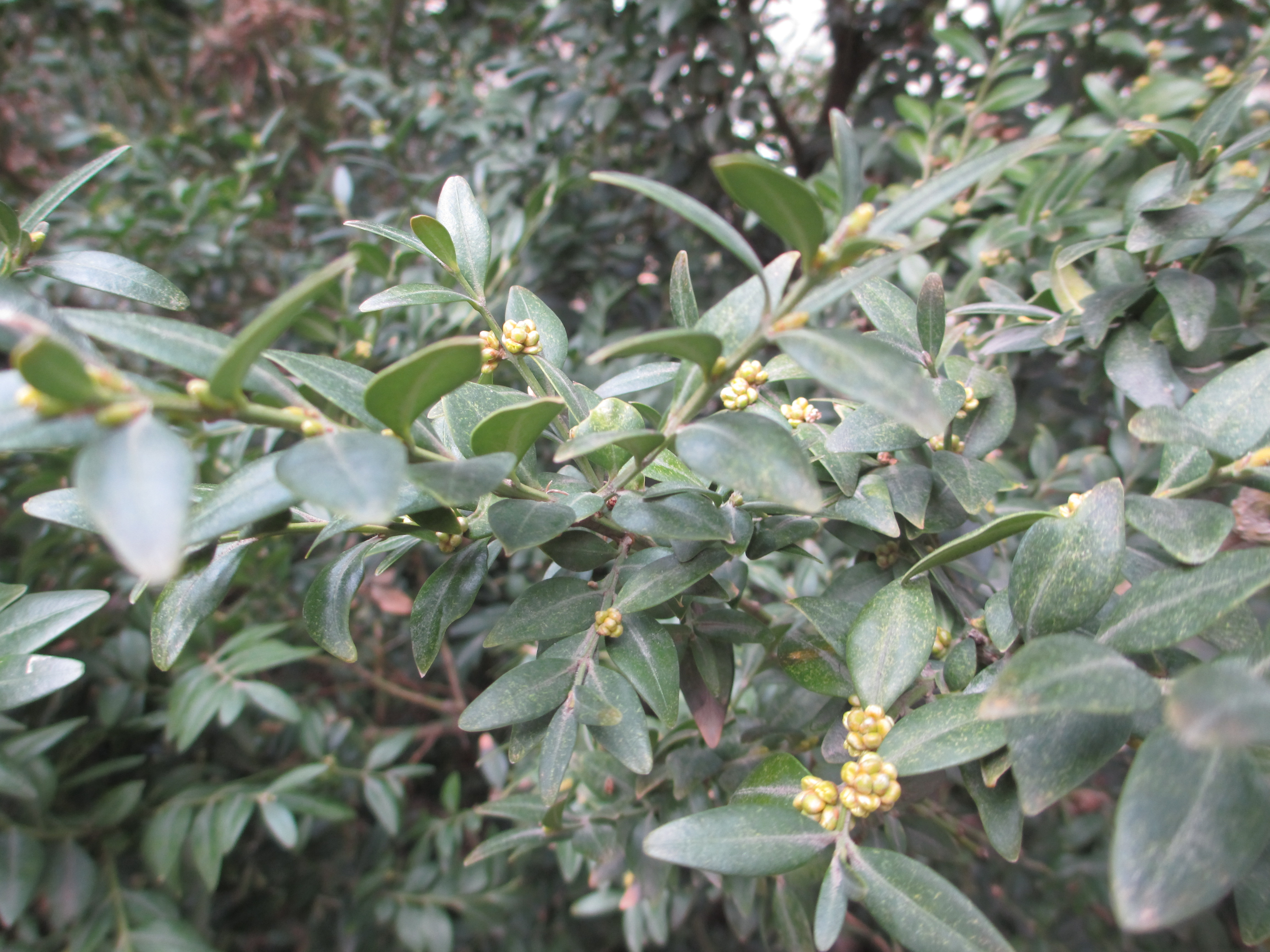 Учебно- опытный участок объединения "Юные аквариумисты"