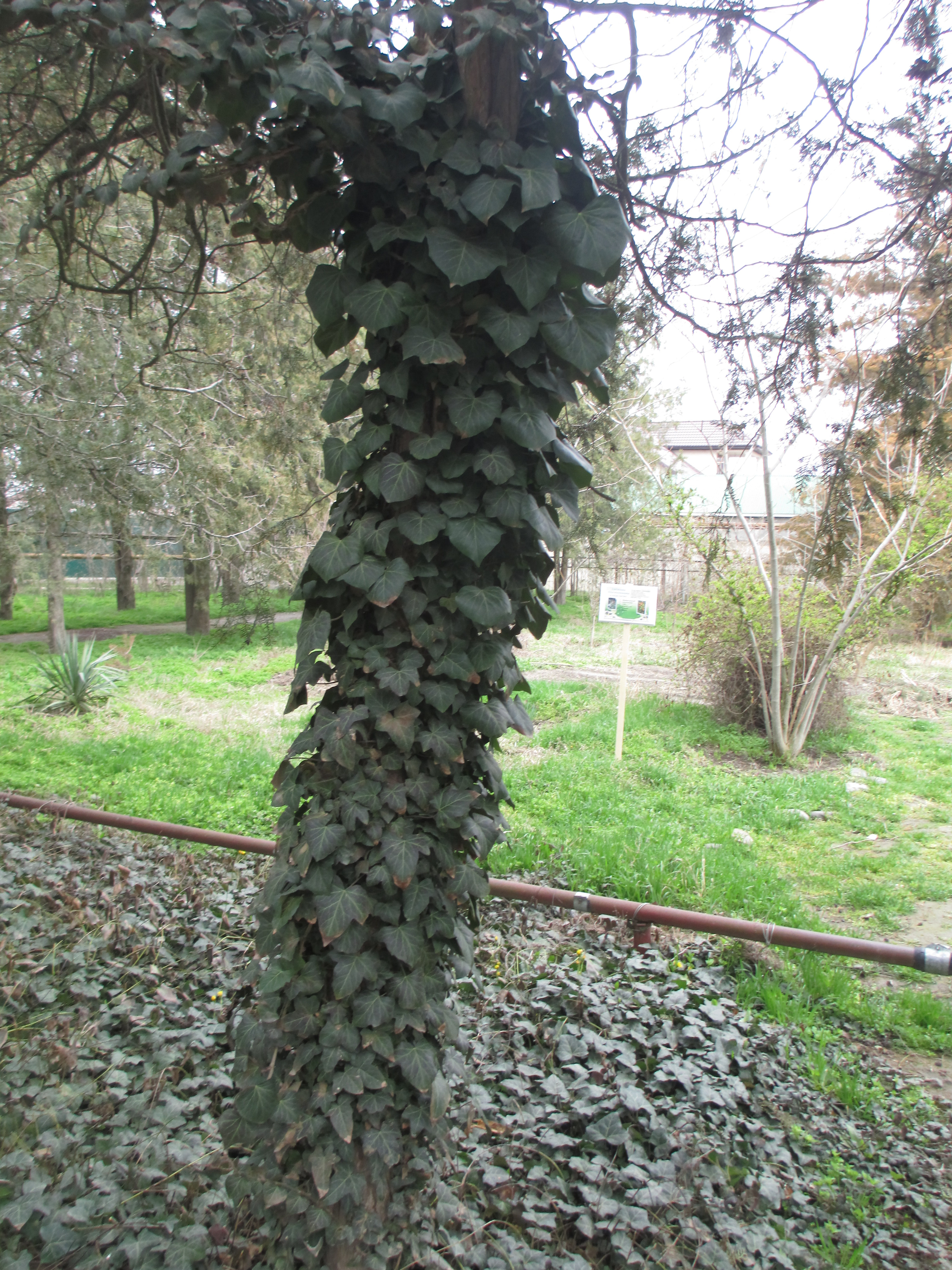 Учебно- опытный участок объединения "Юные аквариумисты"