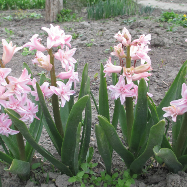 Учебно- опытный участок объединения "Цветоводы"