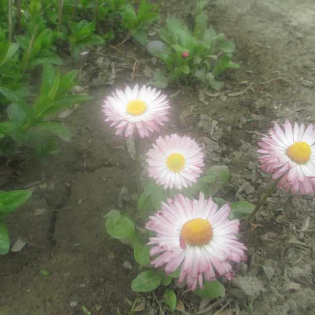 Учебно- опытный участок объединения "Цветоводы"