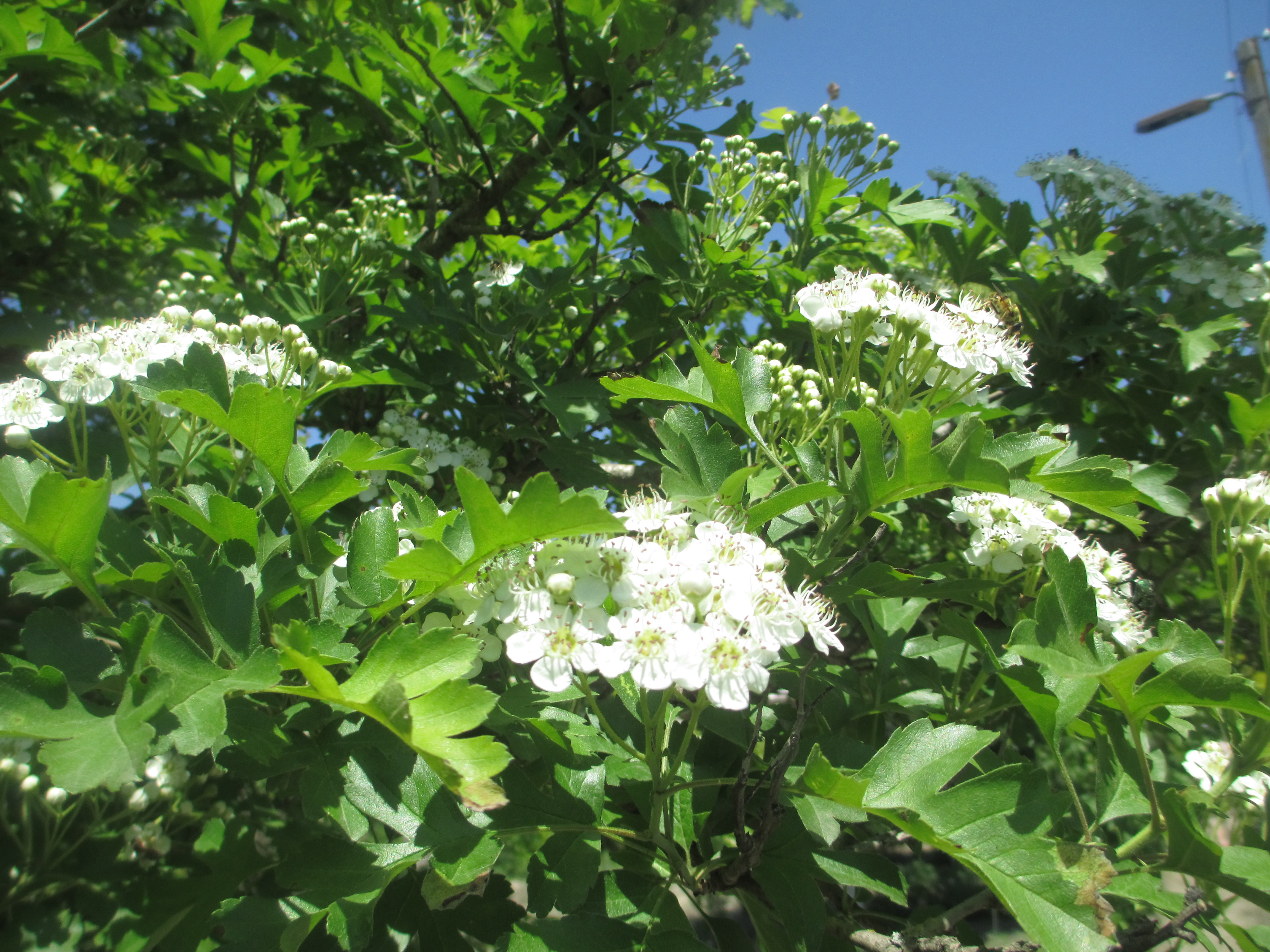 Учебно- опытный участок объединения "Юные аквариумисты"