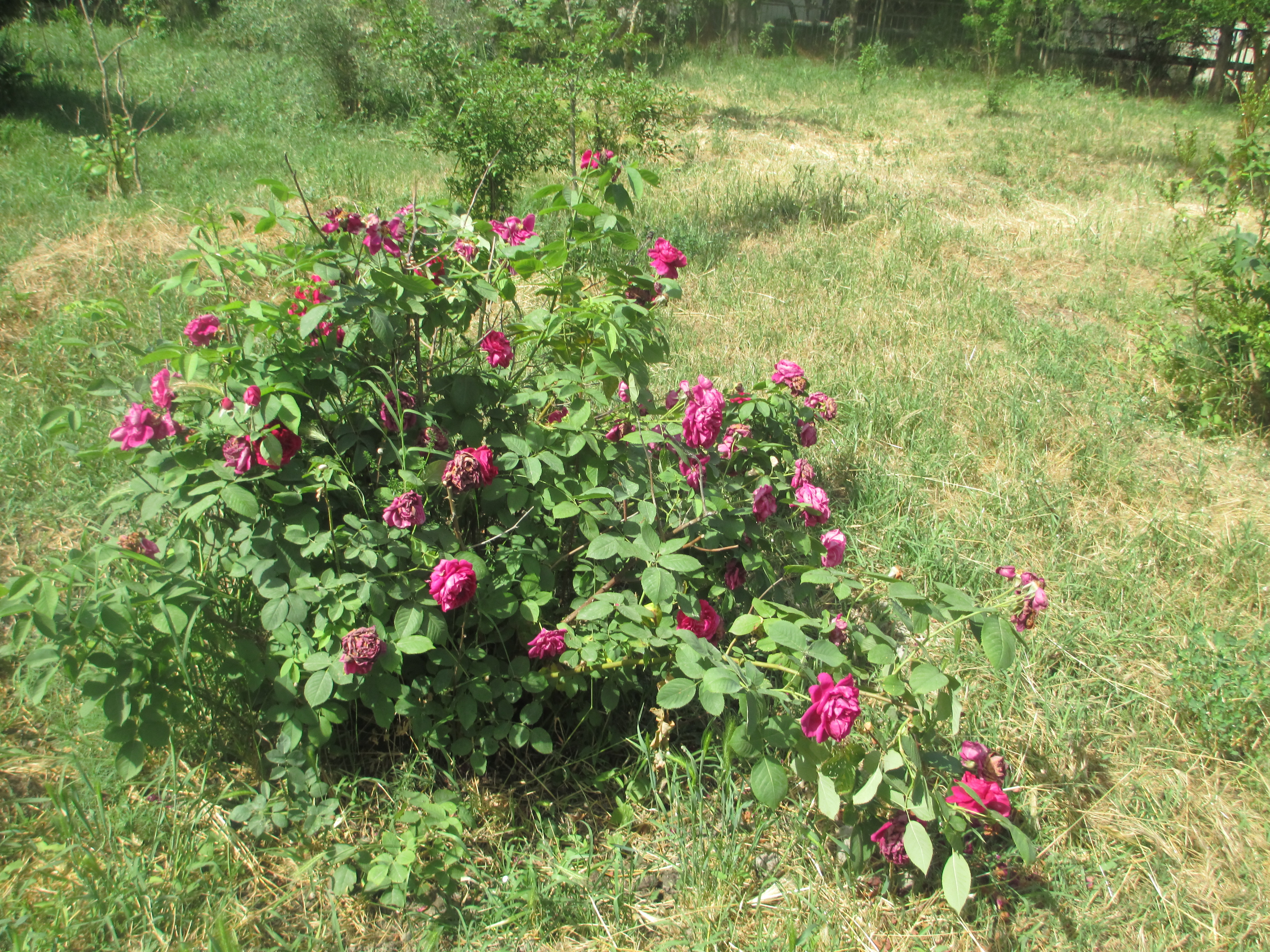 Учебно- опытный участок объединения "Юные аквариумисты"