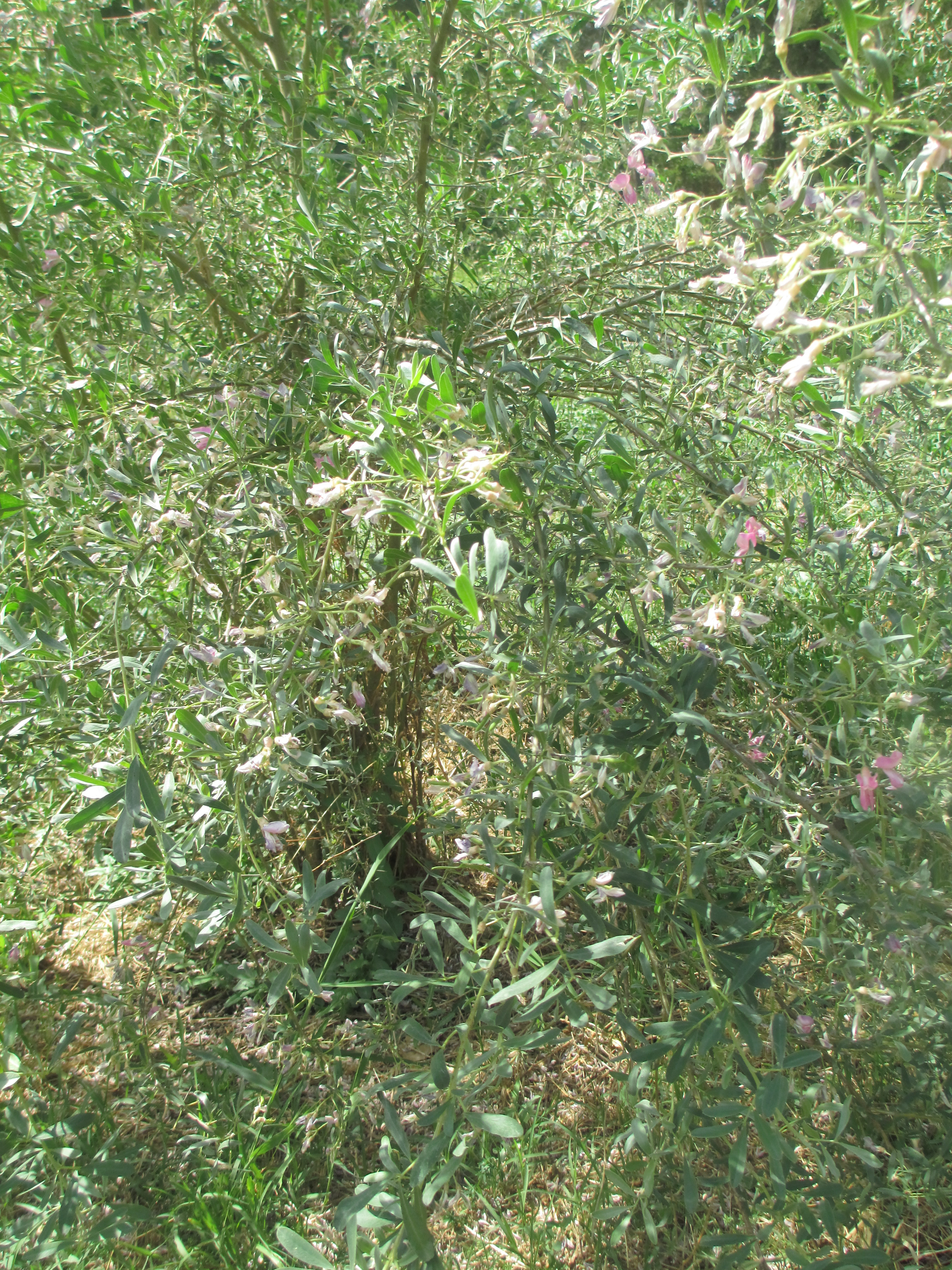 Учебно- опытный участок объединения "Юные аквариумисты"