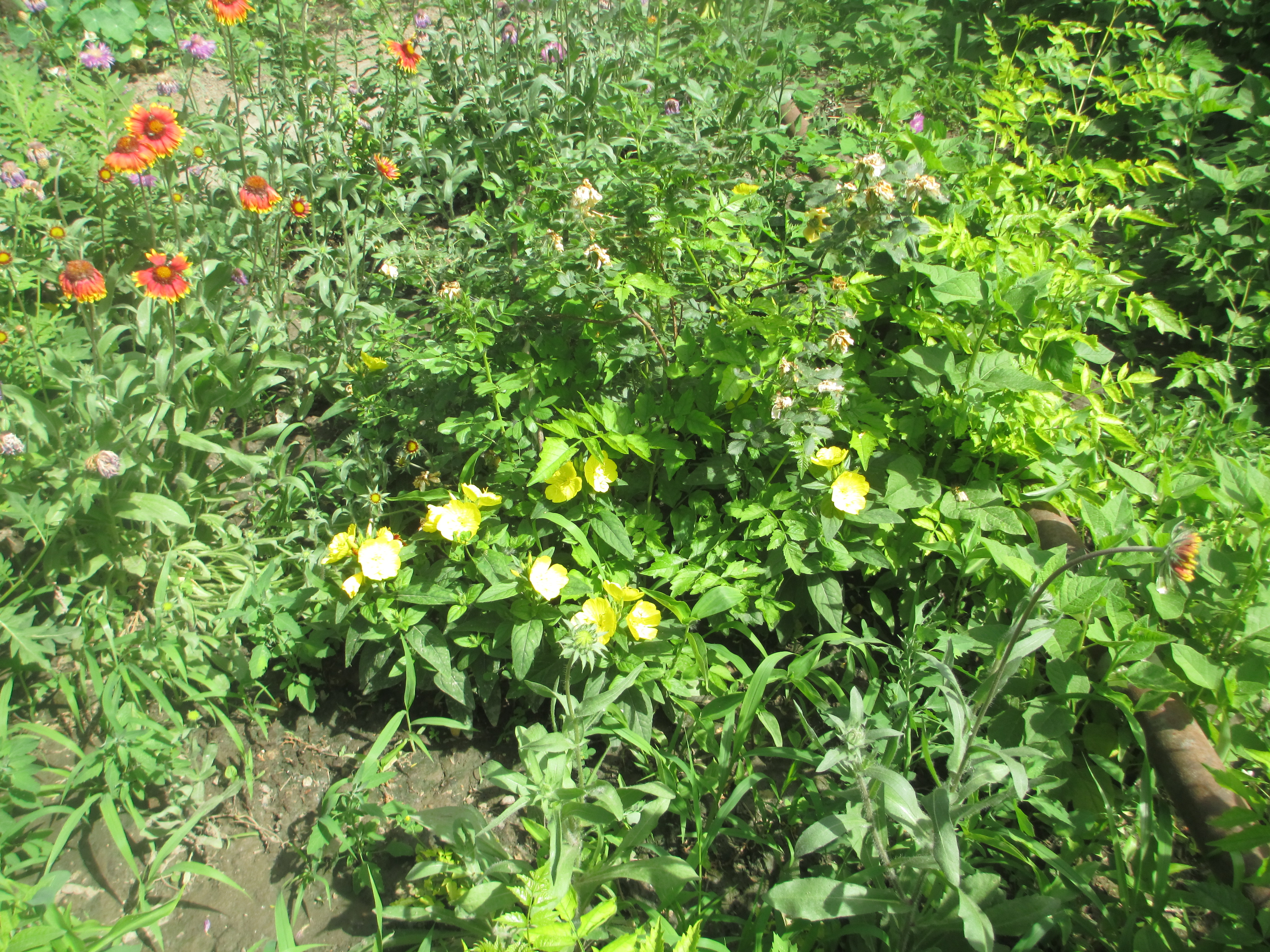 Учебно- опытный участок объединения "Юные аквариумисты"