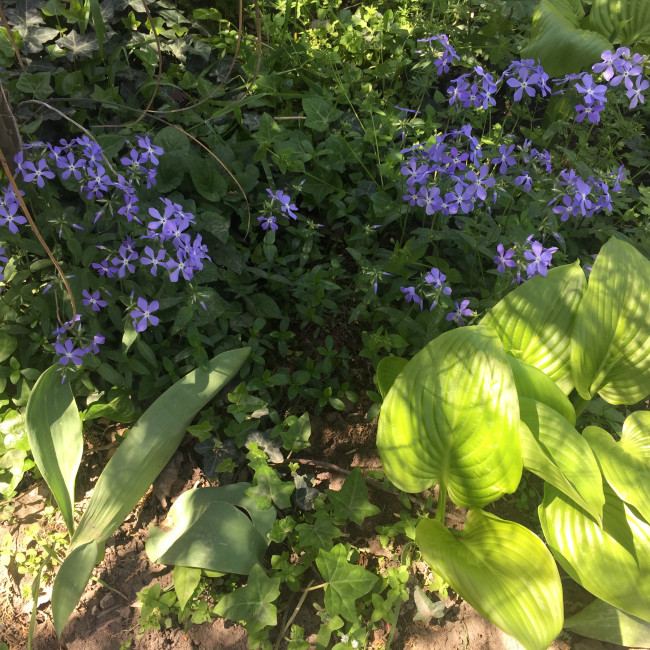 Учебно- опытный участок объединения "Цветоводы"