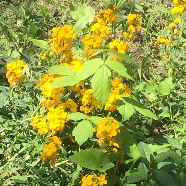 Учебно- опытный участок объединения "Цветоводы"