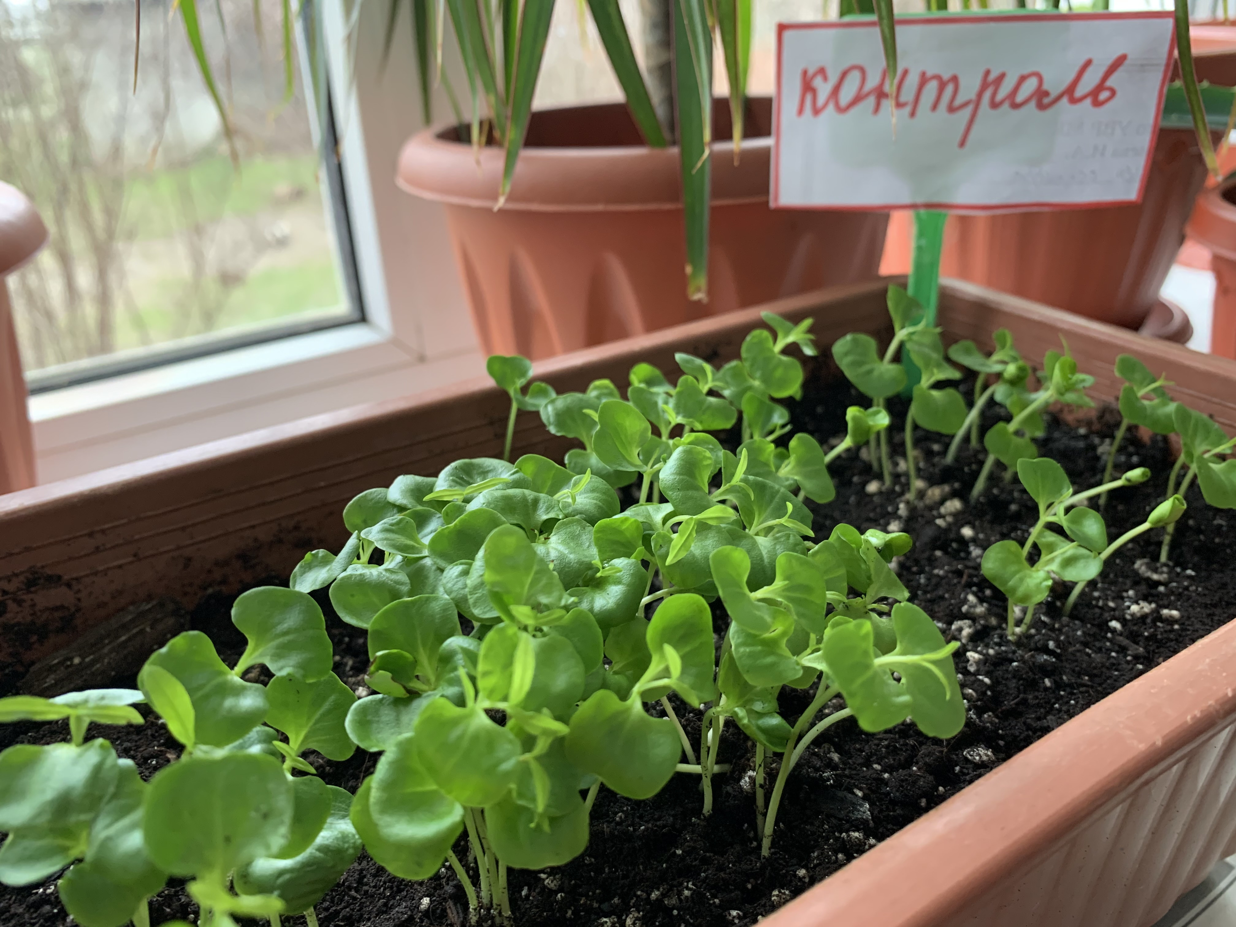 Объединение "Лесоводы"