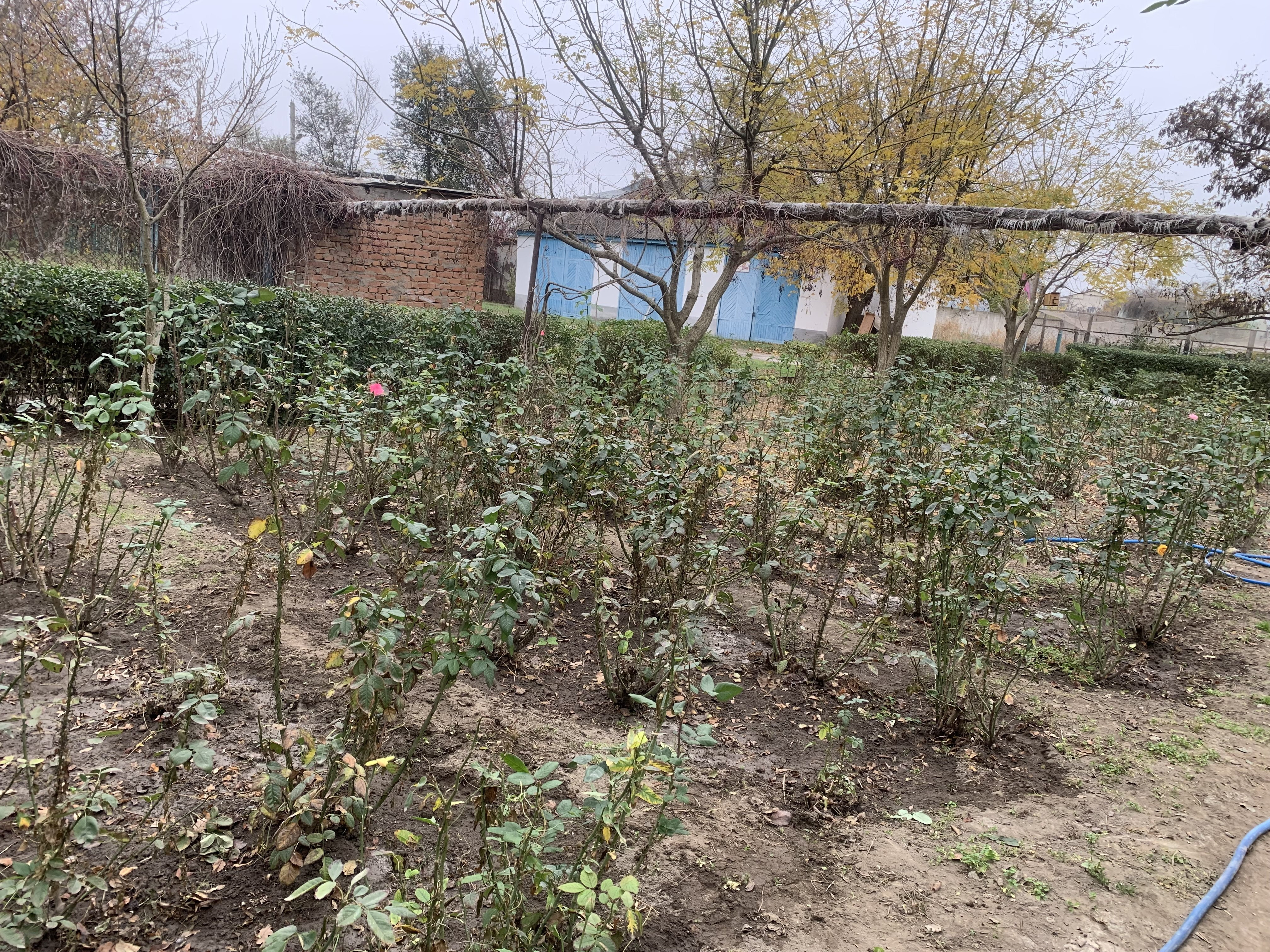 Состояние учебно- опытных участков 2025- 2026 уч.год Состояние учебно- опытных участков 2025- 2026 уч.год