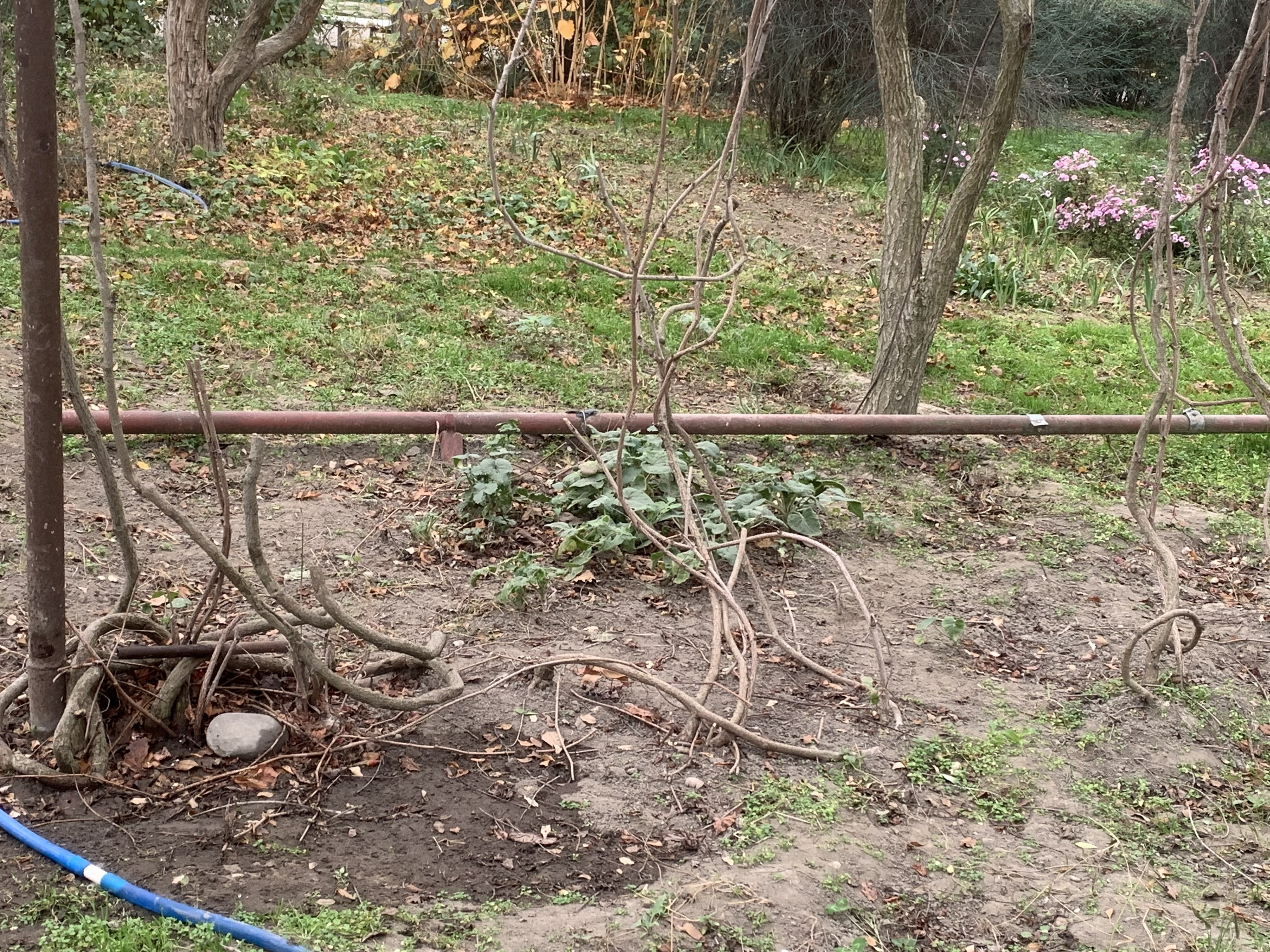 Состояние учебно- опытных участков 2025- 2026 уч.год Состояние учебно- опытных участков 2025- 2026 уч.год