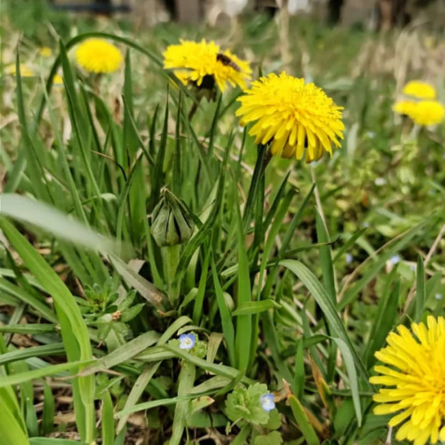 Учебно- опытный участок объединения "Цветоводы"