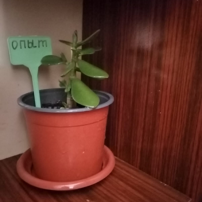 Объединение "Лесные робинзоны"