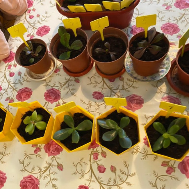 Опытническая и исследовательская работа в объединении "Цветоводы"