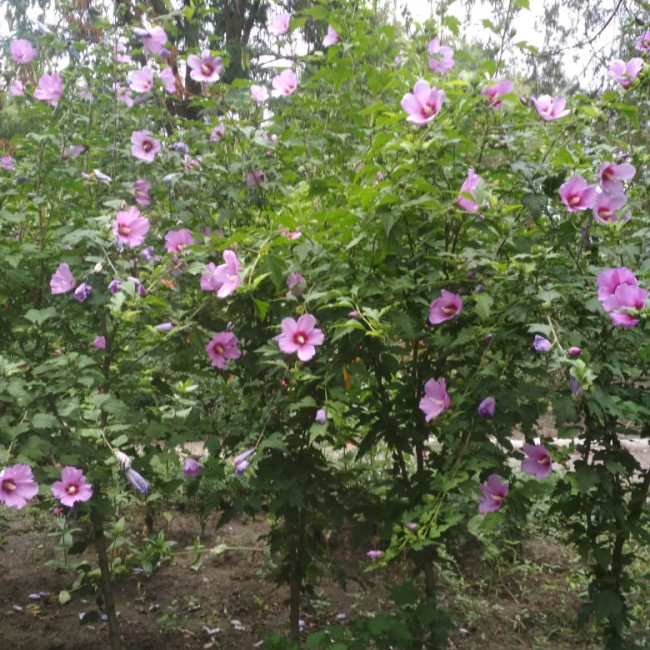 Учебно- опытный участок объединения "Цветоводы"