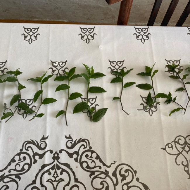 Объединение "Цветоводы"