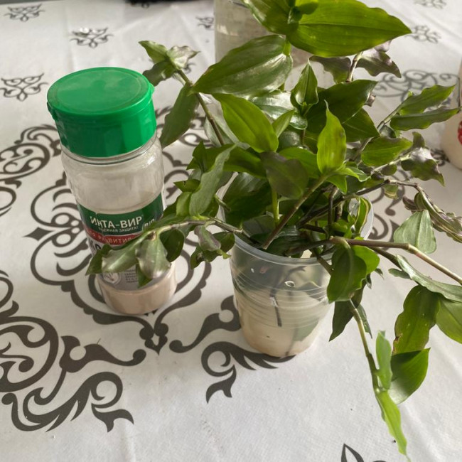 Опытническая и исследовательская работа в объединении "Цветоводы"