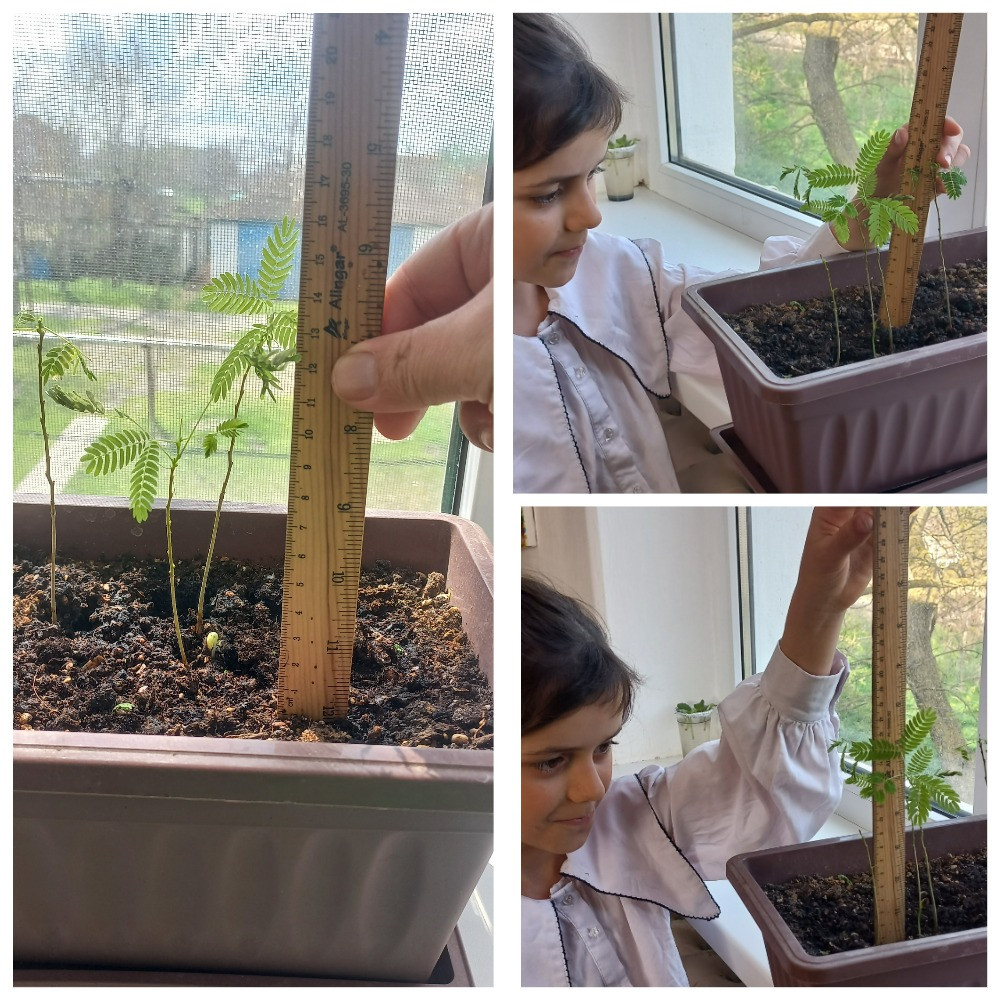 Объединение "Юные экологи"