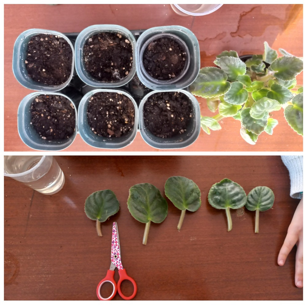 Объединение "Юные экологи"