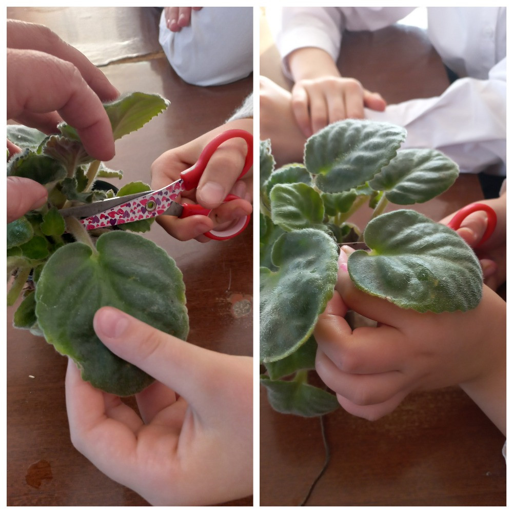 Объединение "Юные экологи"