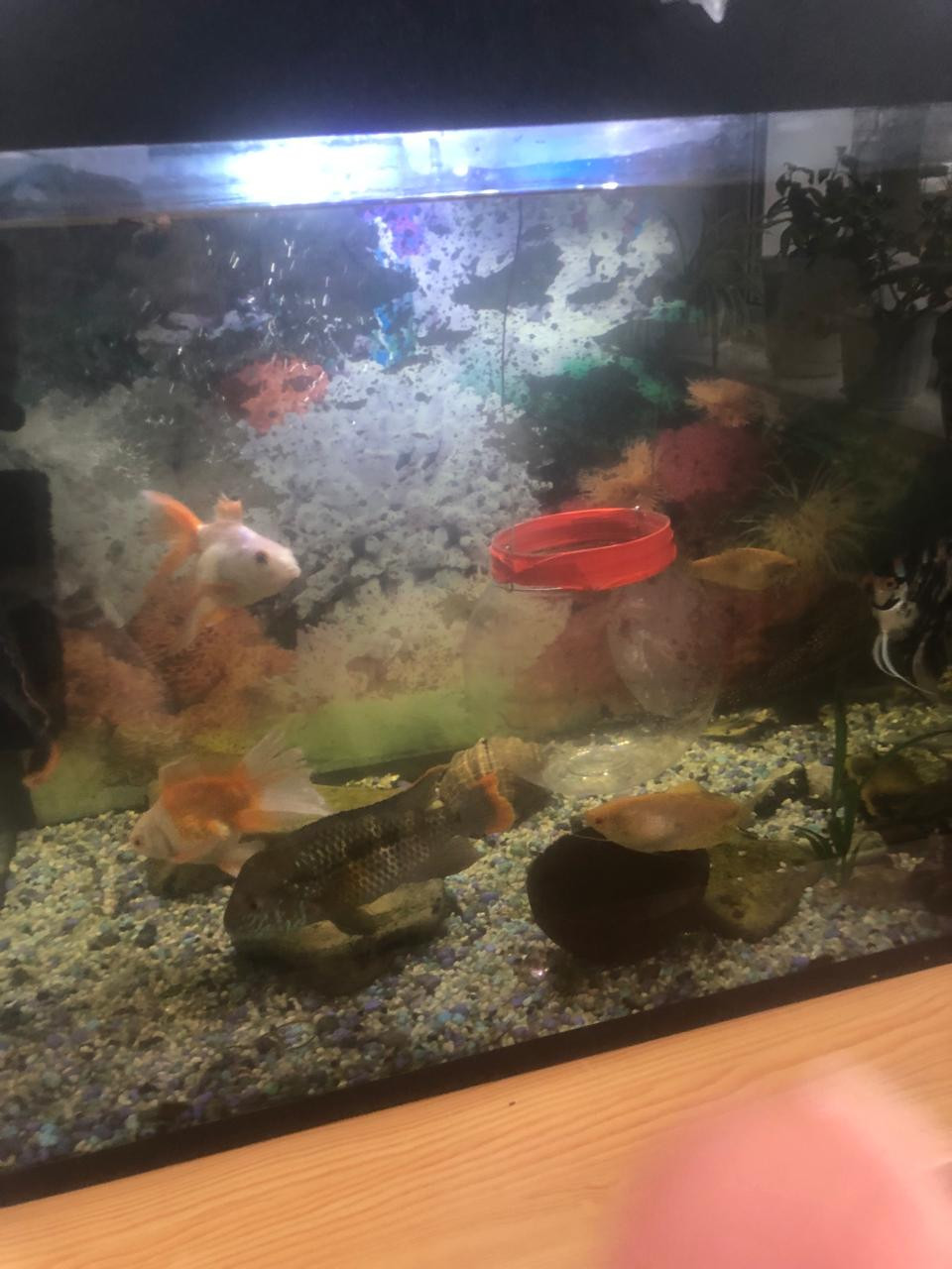 "Аквариумные рыбоводы" "Аквариумные рыбоводы"