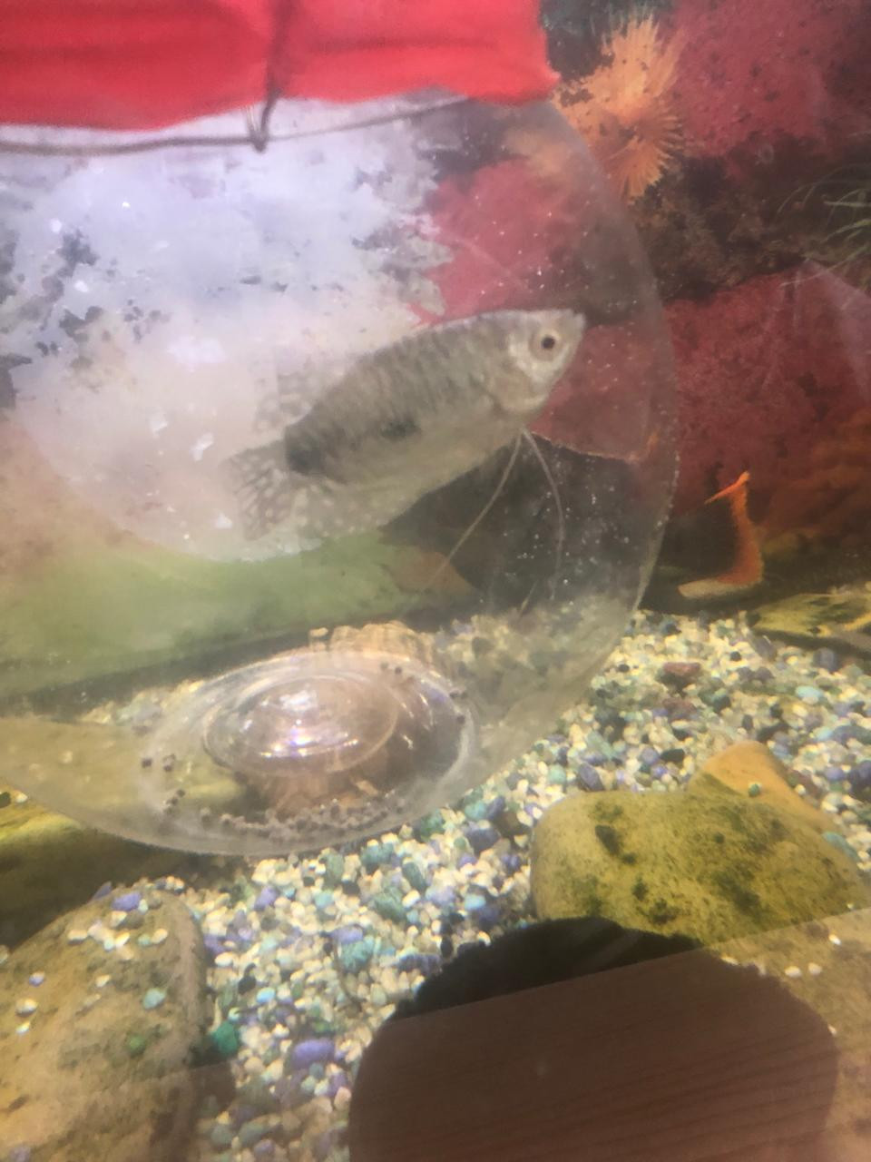 "Аквариумные рыбоводы" "Аквариумные рыбоводы"