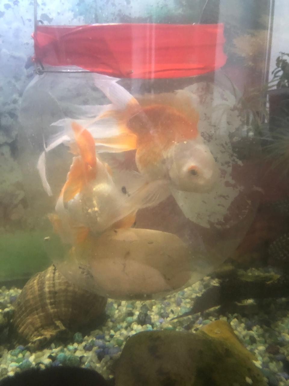 "Аквариумные рыбоводы" "Аквариумные рыбоводы"