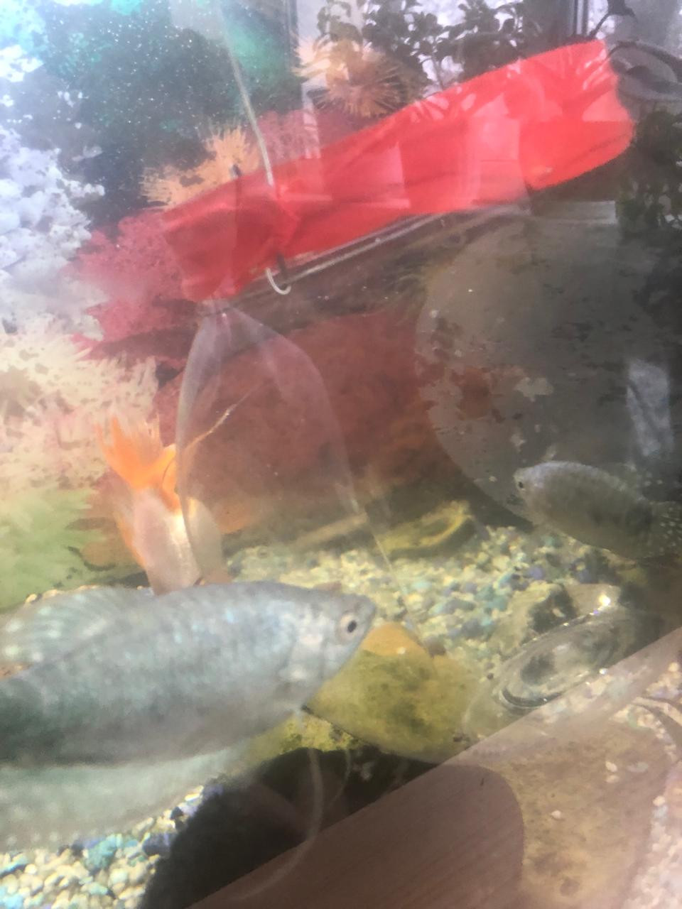 "Аквариумные рыбоводы" "Аквариумные рыбоводы"