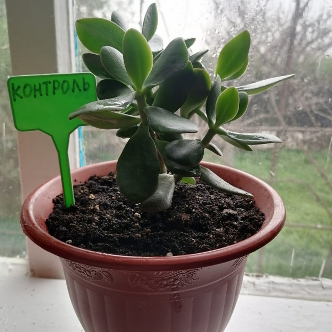 Объединение "Лесные робинзоны"