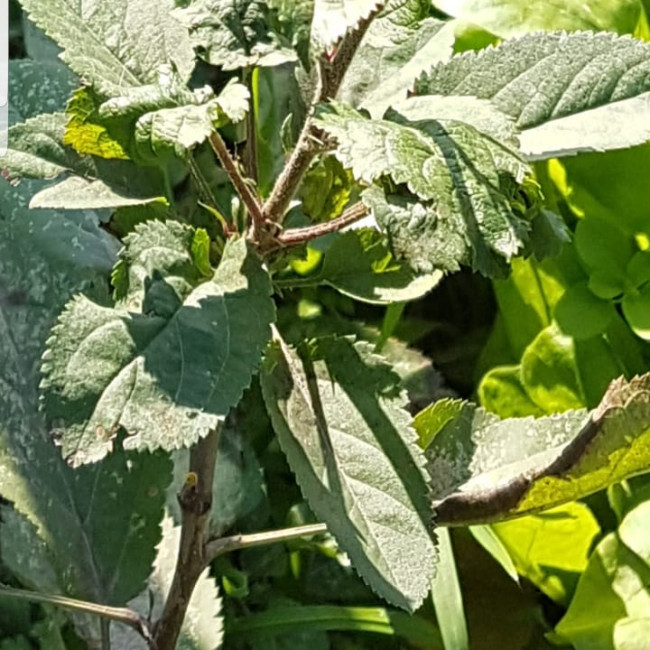 Объединение "Садоводы"