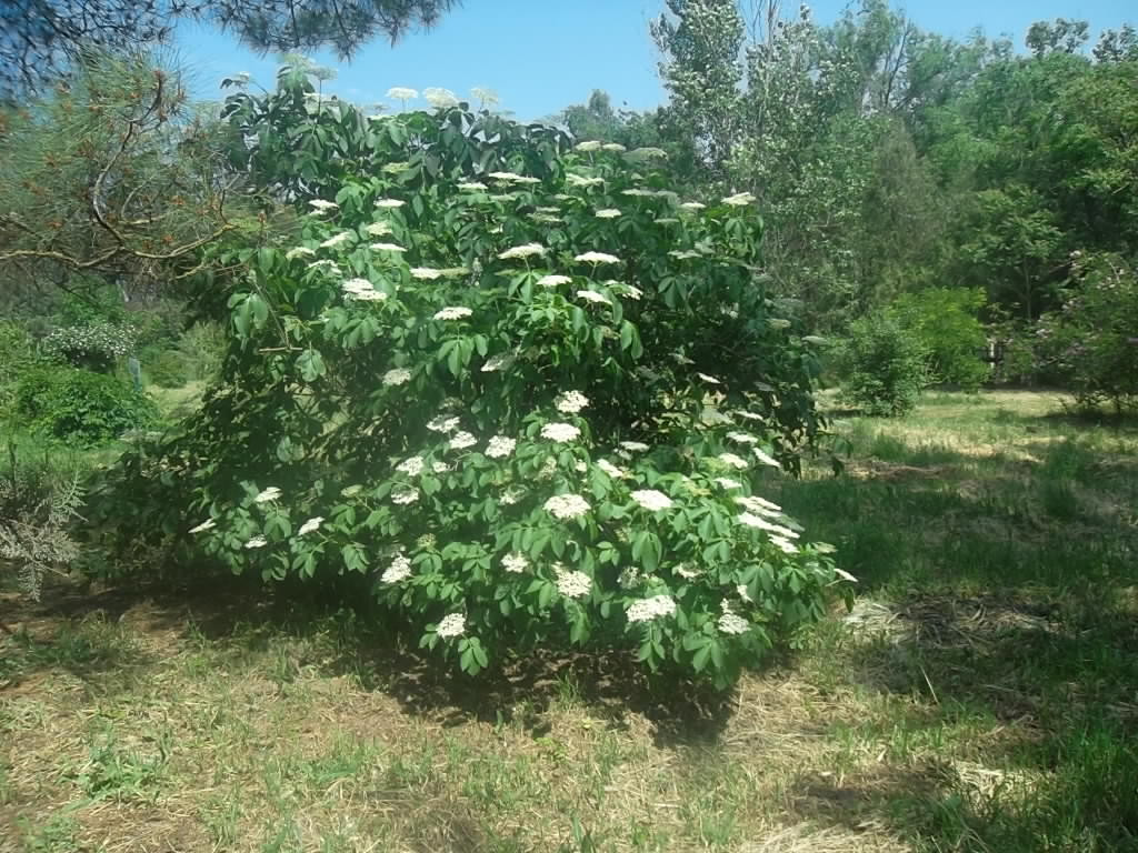 Учебно- опытный участок объединения "Юные аквариумисты"