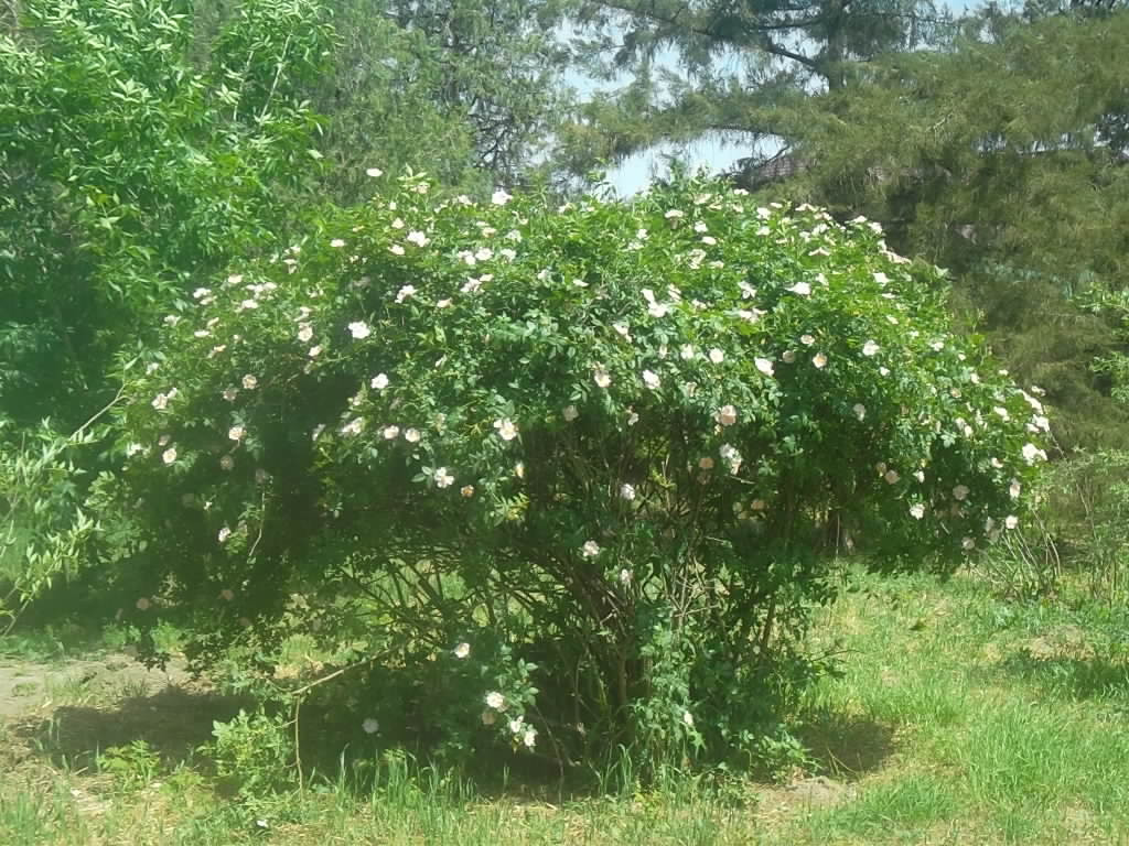 Учебно- опытный участок объединения "Юные аквариумисты"
