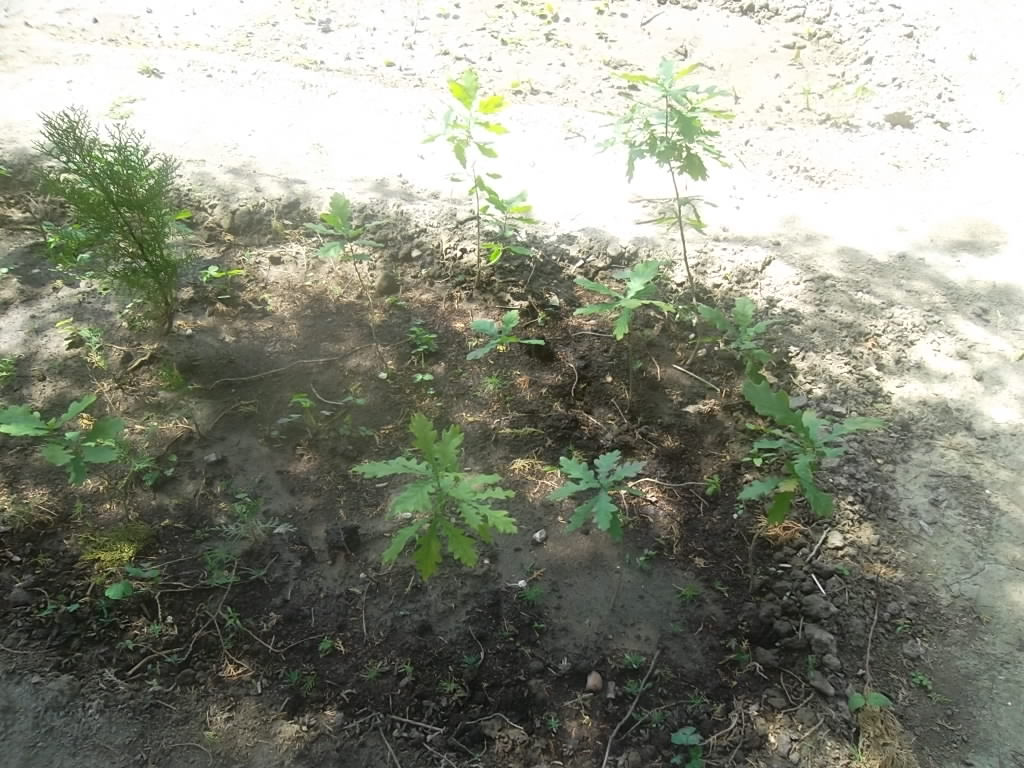 Учебно- опытный участок объединения "Юные аквариумисты"