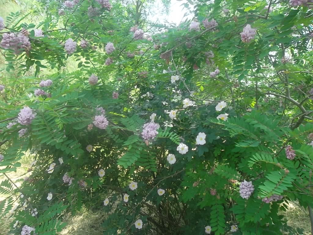 Учебно- опытный участок объединения "Юные аквариумисты"