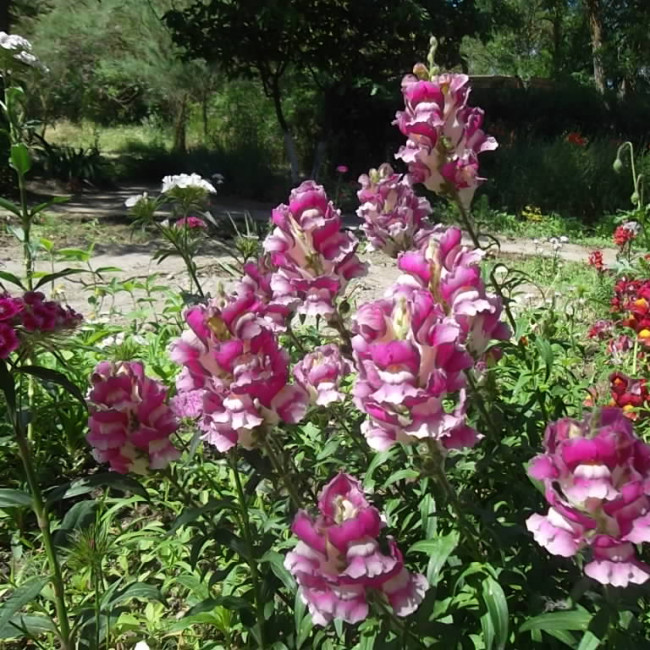 Учебно- опытный участок объединения "Цветоводы"