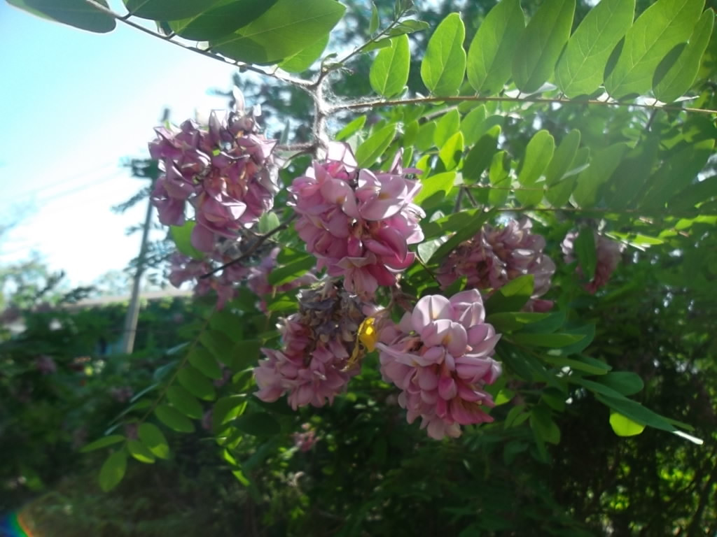 Учебно- опытный участок объединения "Юные аквариумисты"