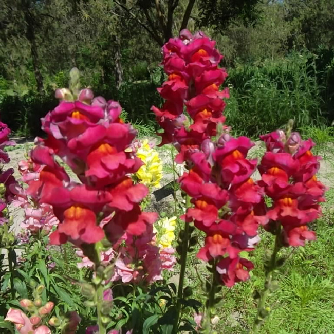 Учебно- опытный участок объединения "Цветоводы"