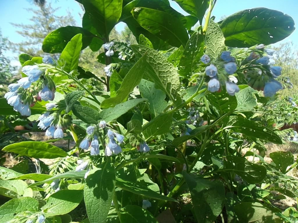 Учебно- опытный участок объединения "Юные аквариумисты"