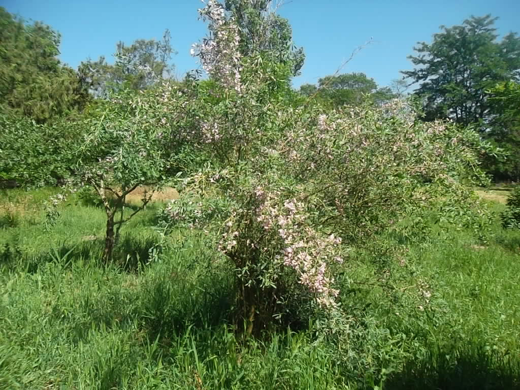 Учебно- опытный участок объединения "Юные аквариумисты"