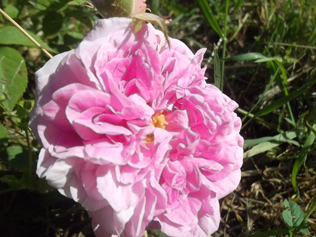 Учебно- опытный участок объединения "Юные аквариумисты"