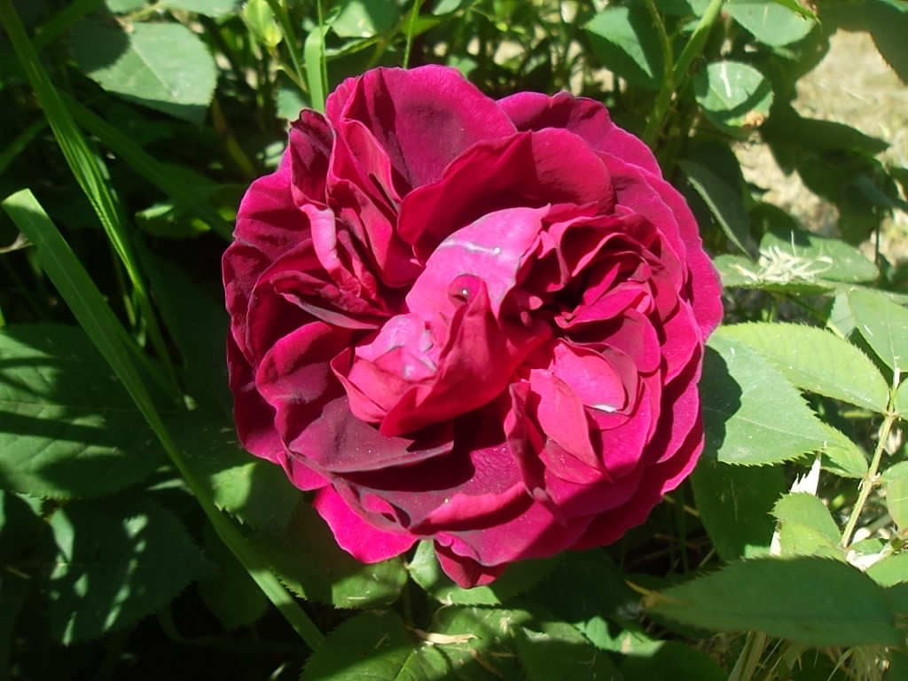 Учебно- опытный участок объединения "Юные аквариумисты"