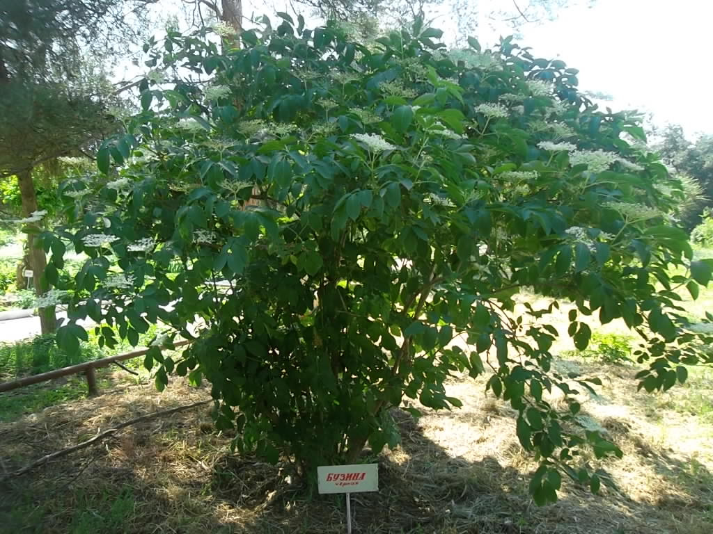 Учебно- опытный участок объединения "Юные аквариумисты"