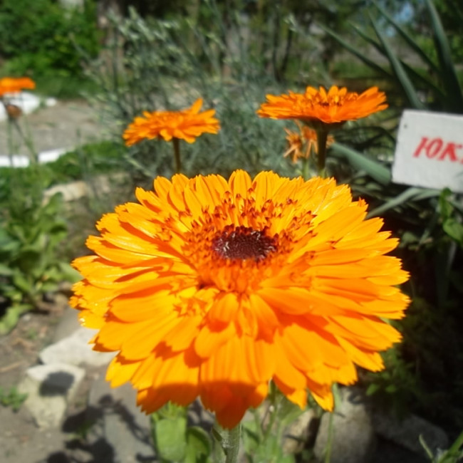 Учебно- опытный участок объединения "Цветоводы"