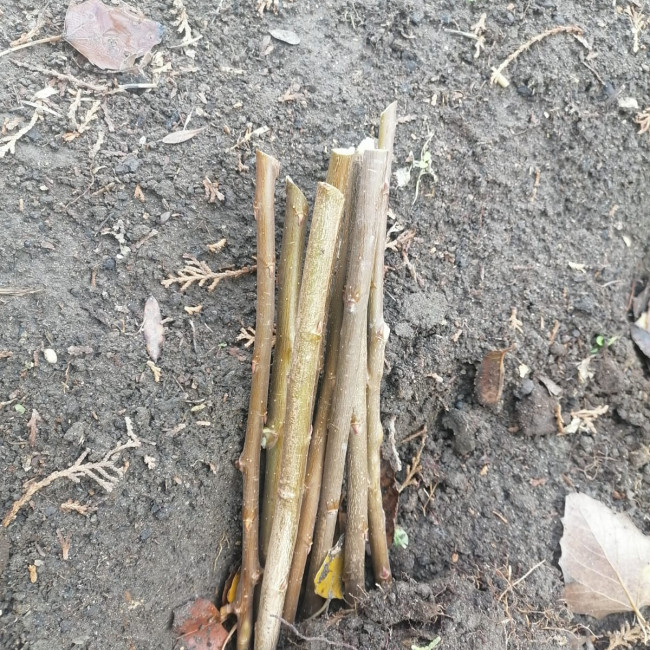 Объединение "Лесные робинзоны"