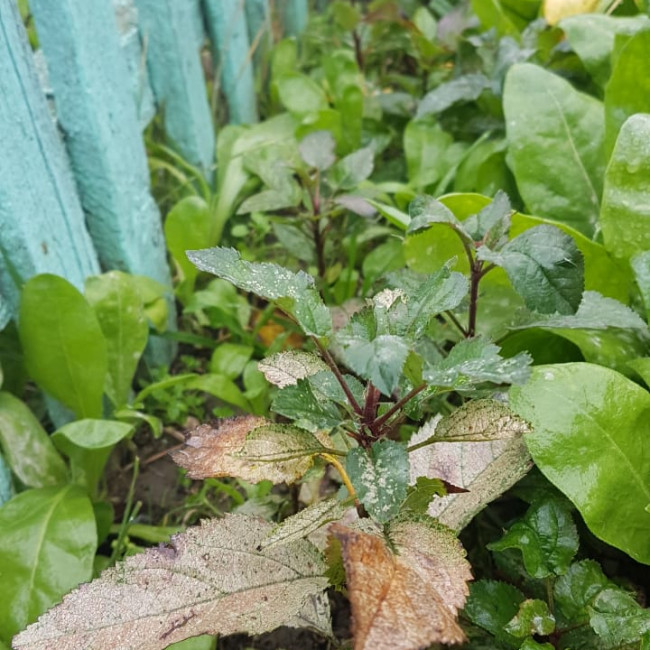 Объединение "Садоводы"