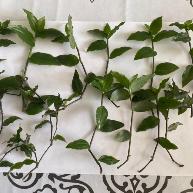 Опытническая и исследовательская работа в объединении "Цветоводы"