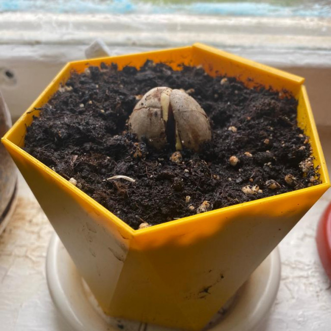 Опытническая и исследовательская работа в объединении "Цветоводы"